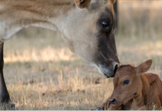 Mama Cow Knew Her Baby Would be Taken, So She Does the Most Incredible Thing to Save Him