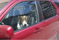 Man Saves Dog Dying In A Hot Car Using His Shop Vac