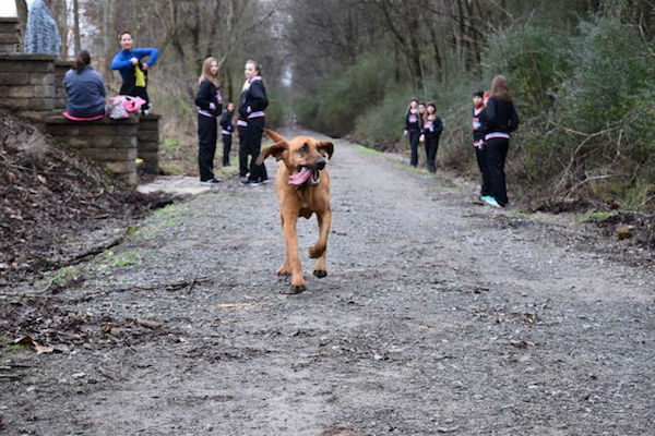 bloodhound-run-2