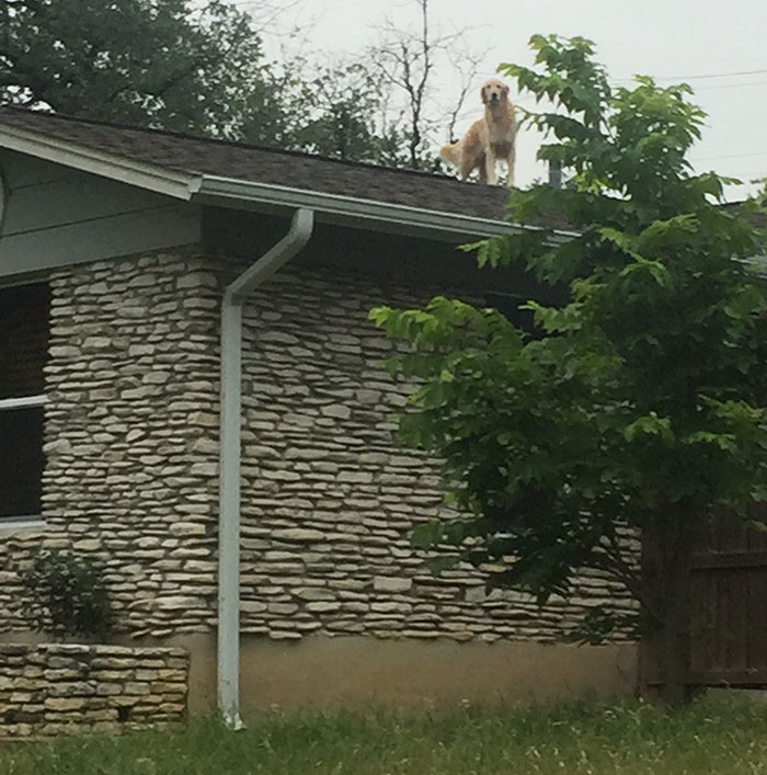 dog-on-rooftop-note-huck-3