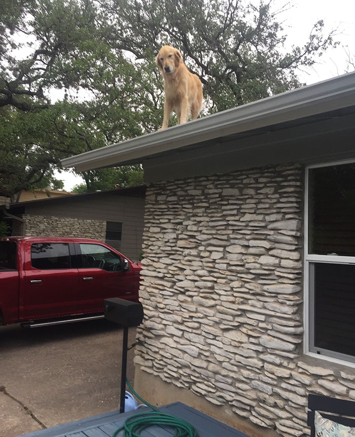 dog-on-rooftop-note-huck-4