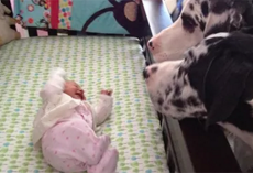 Parents Introduce The New Baby To Their Dogs… And Things Don’t Go As Planned