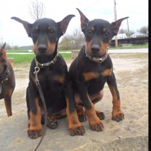 14-doberman-facts