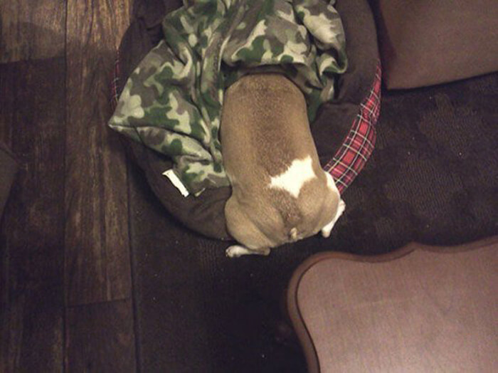 camo-vet-dog.jpg