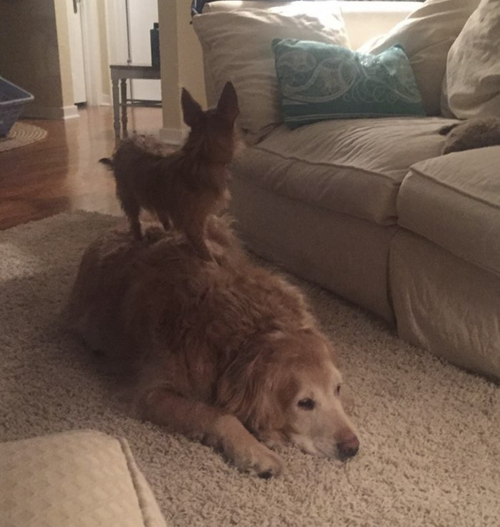 dog-climbs-big-friend-bella-hank-adriana-burkhart-3