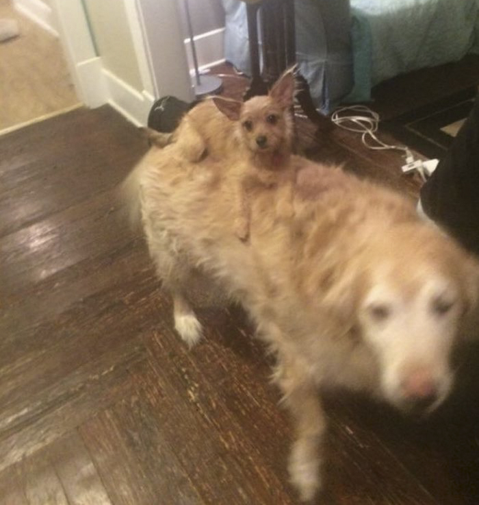 dog-climbs-big-friend-bella-hank-adriana-burkhart-4