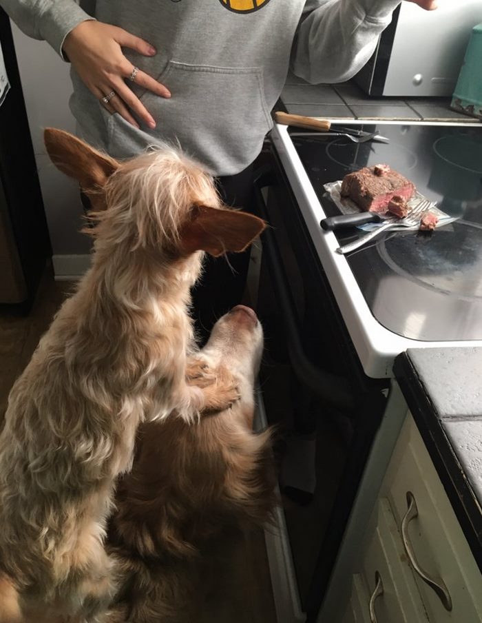 dog-climbs-big-friend-bella-hank-adriana-burkhart-5