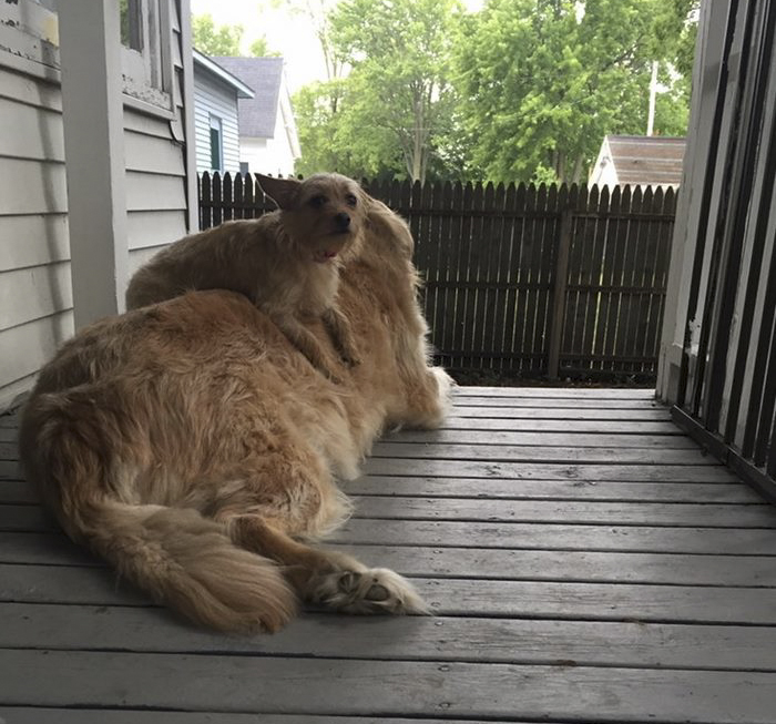 dog-climbs-big-friend-bella-hank-adriana-burkhart-7