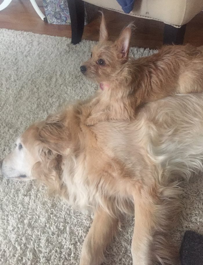 dog-climbs-big-friend-bella-hank-adriana-burkhart-8