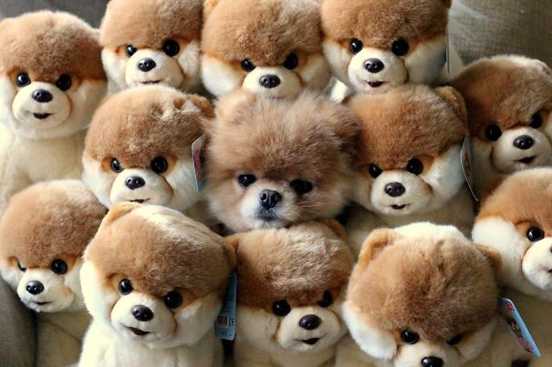 dog-in-stuffed-animals