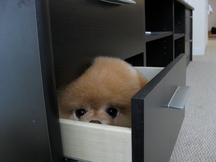 dog-in-drawer