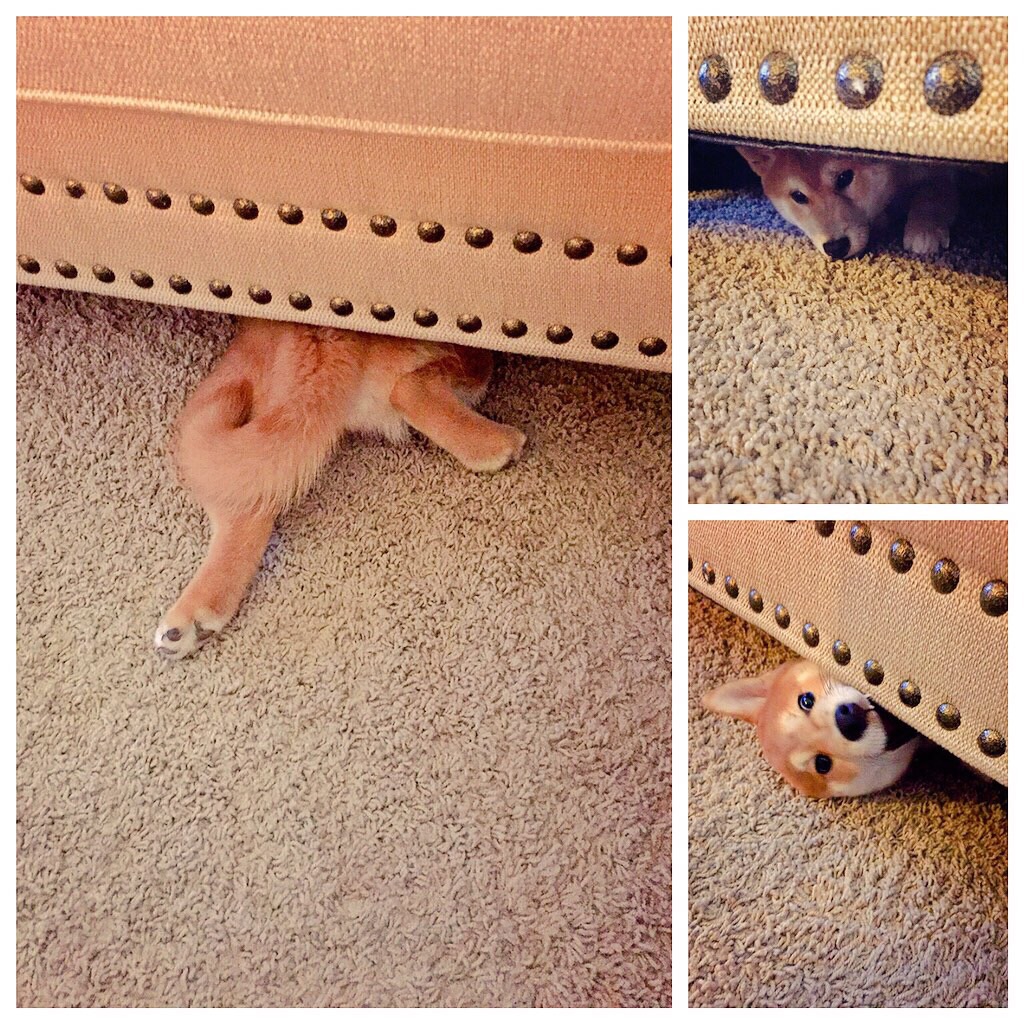 funny-dog-hiding