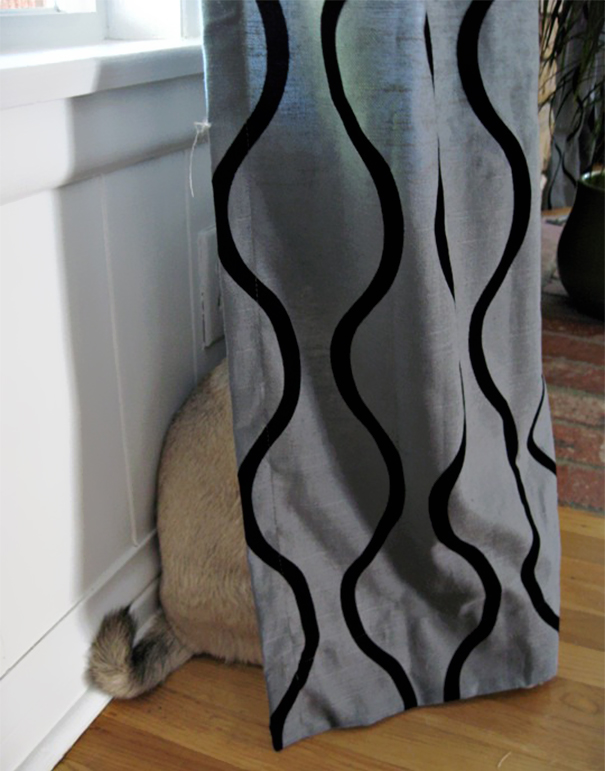 dog-behind-curtains