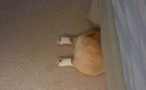 dog-butt-under-bed-e1448910190427