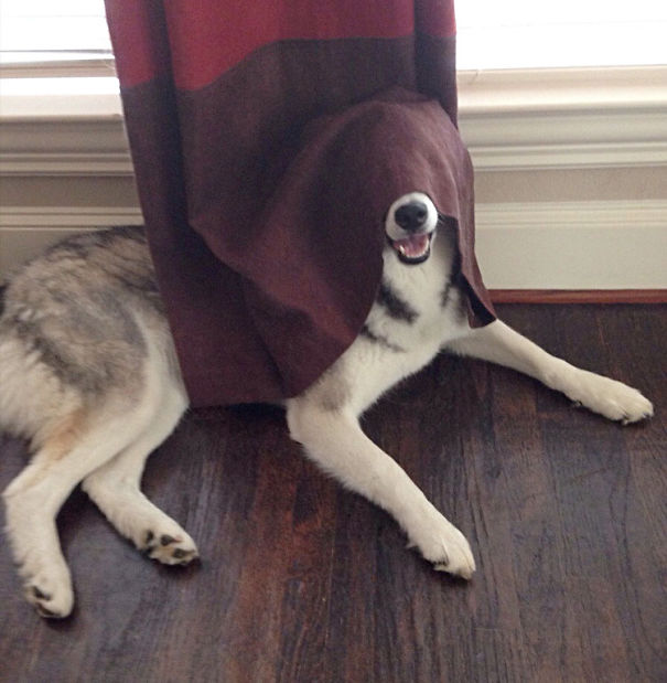 dog-behind-curtains-2