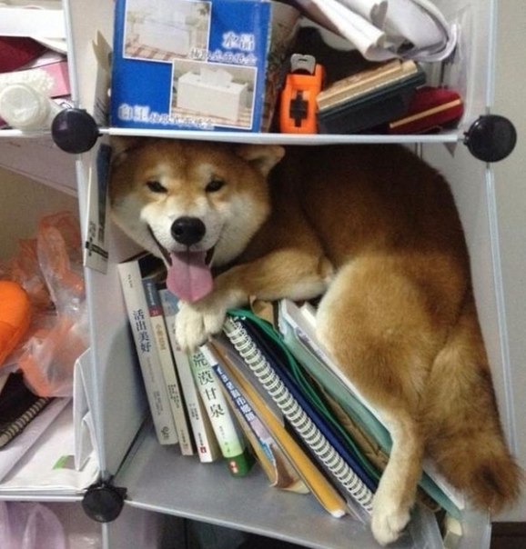 dog-on-bookshelf