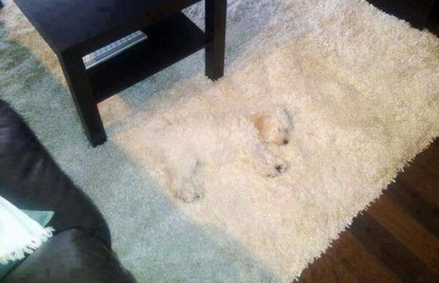 white-dog-on-rug