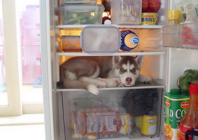 dog-in-fridge
