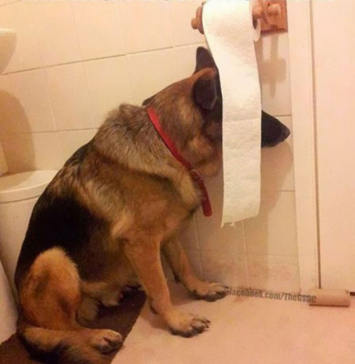 dog-and-toilet-paper