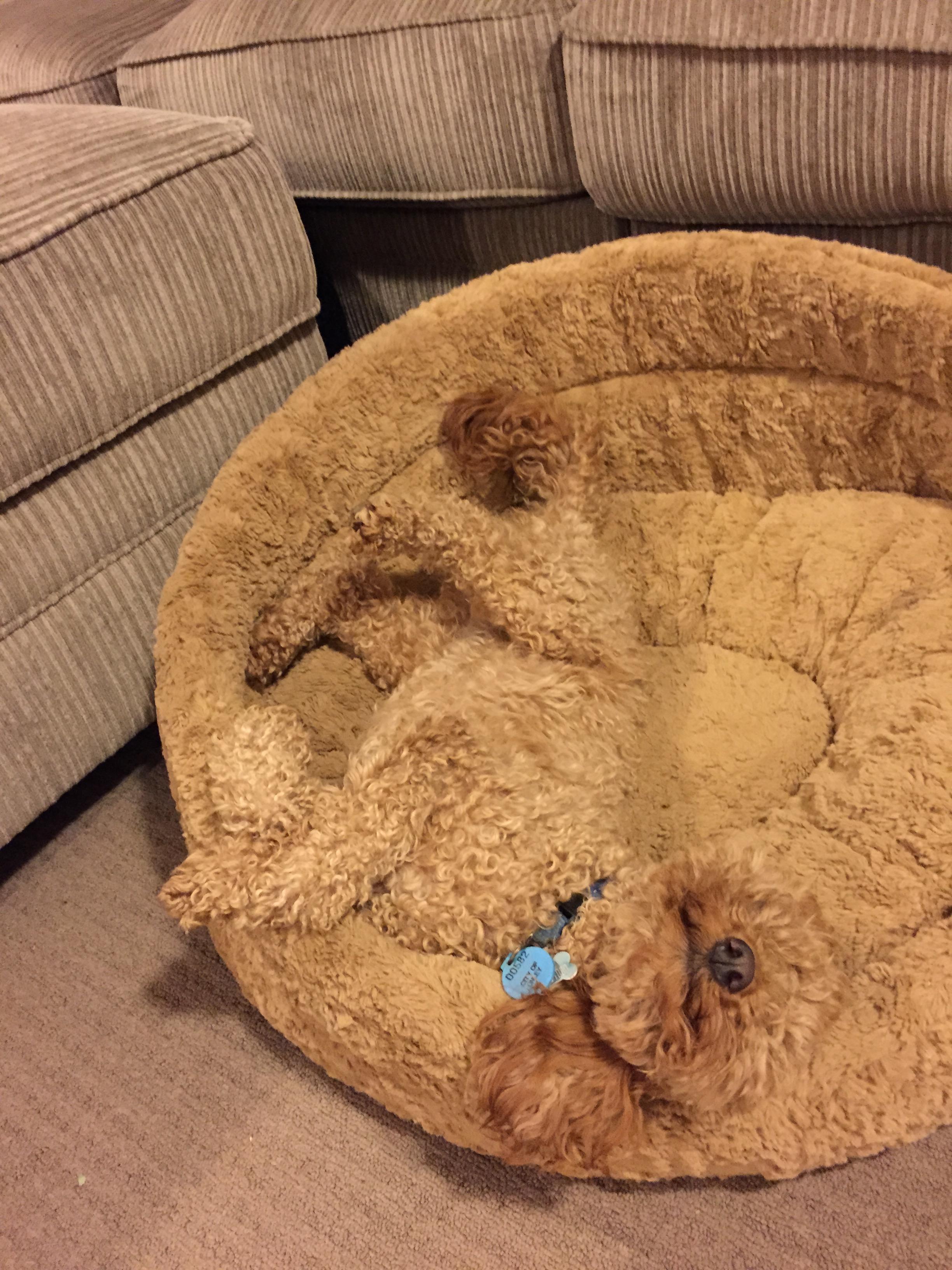 dog-on-dog-bed