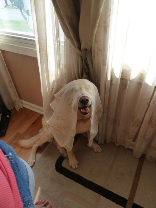 dog-in-curtains2