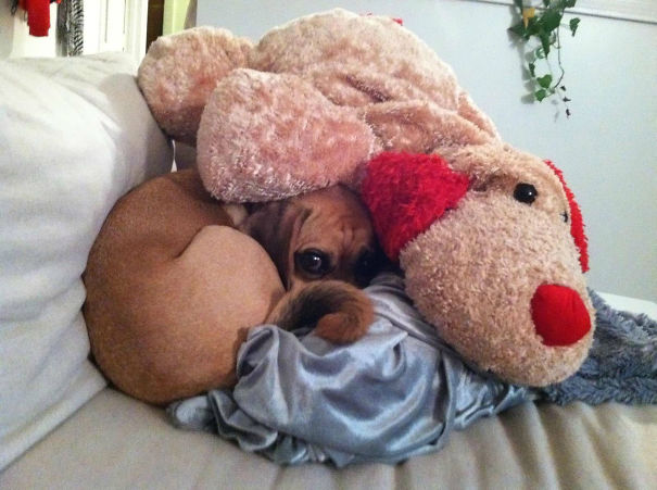 dog-with-stuffed-animal