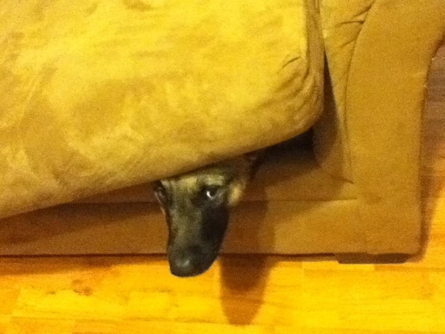 dog-under-couch