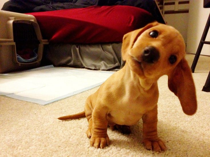 head-tilt