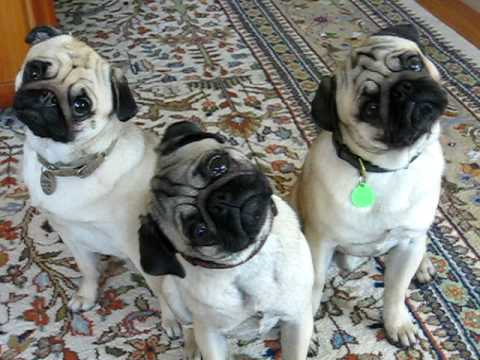 the-pug-head-tilt-is-absolutely