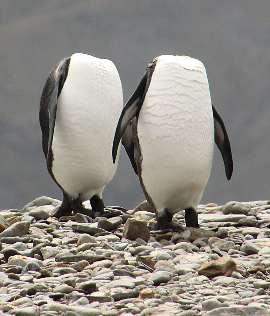 Comedy Wildlife Photo Awards Shortlist