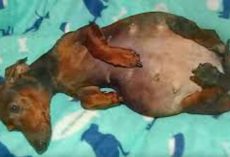 Dachshund Who Is Abandoned When Paralyzed And Pregnant Finds Happiness