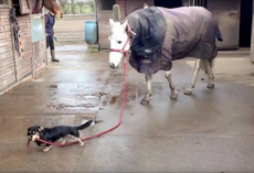 Adorable Dachshund Takes His Best Friend For A Walk