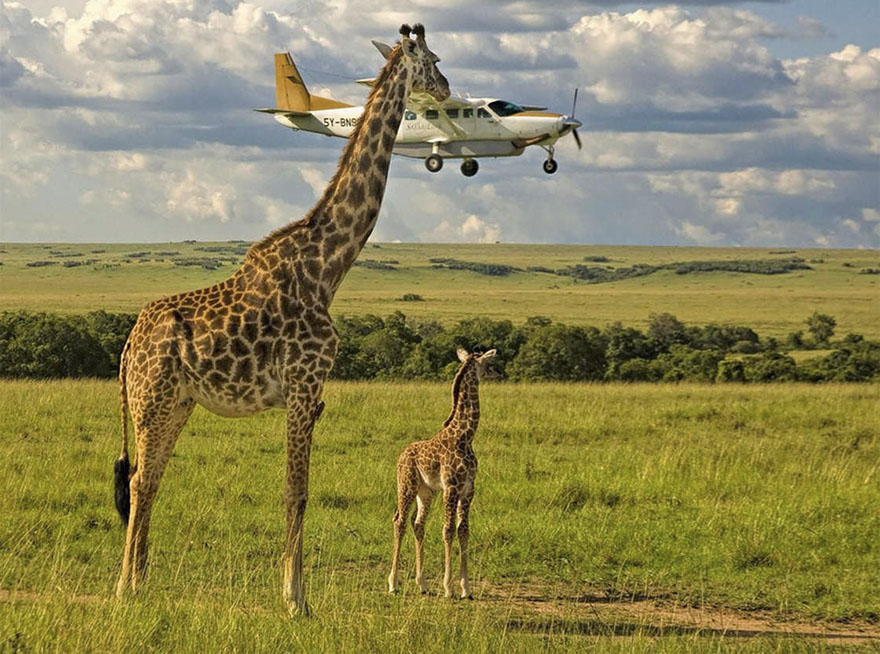 Outsourcing Seatbelt Checks, Masai Mara, Kenya By Graeme Guy