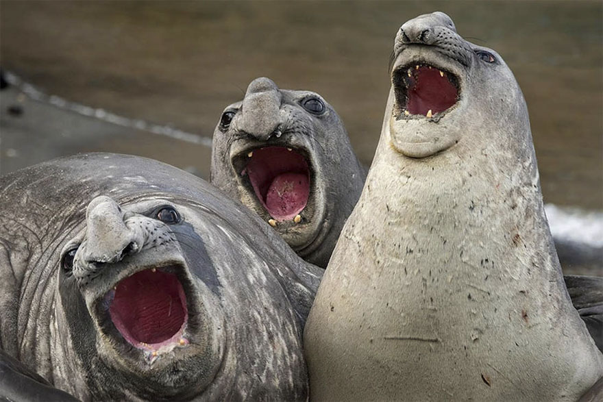 Three Tanors, South Georgia Island By Roie Galitz