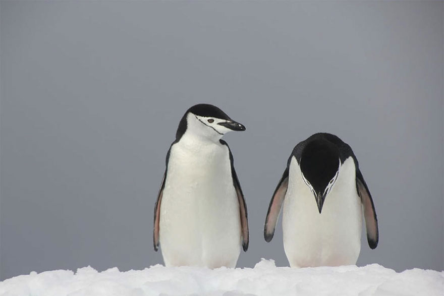 Trouble In Parad’ice, Antarctica By Peter Odeh