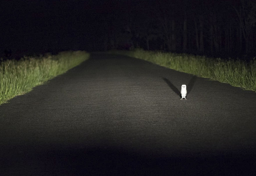 Stopped By A Toll Collector, Queensland, Australia By Katarina Denesova