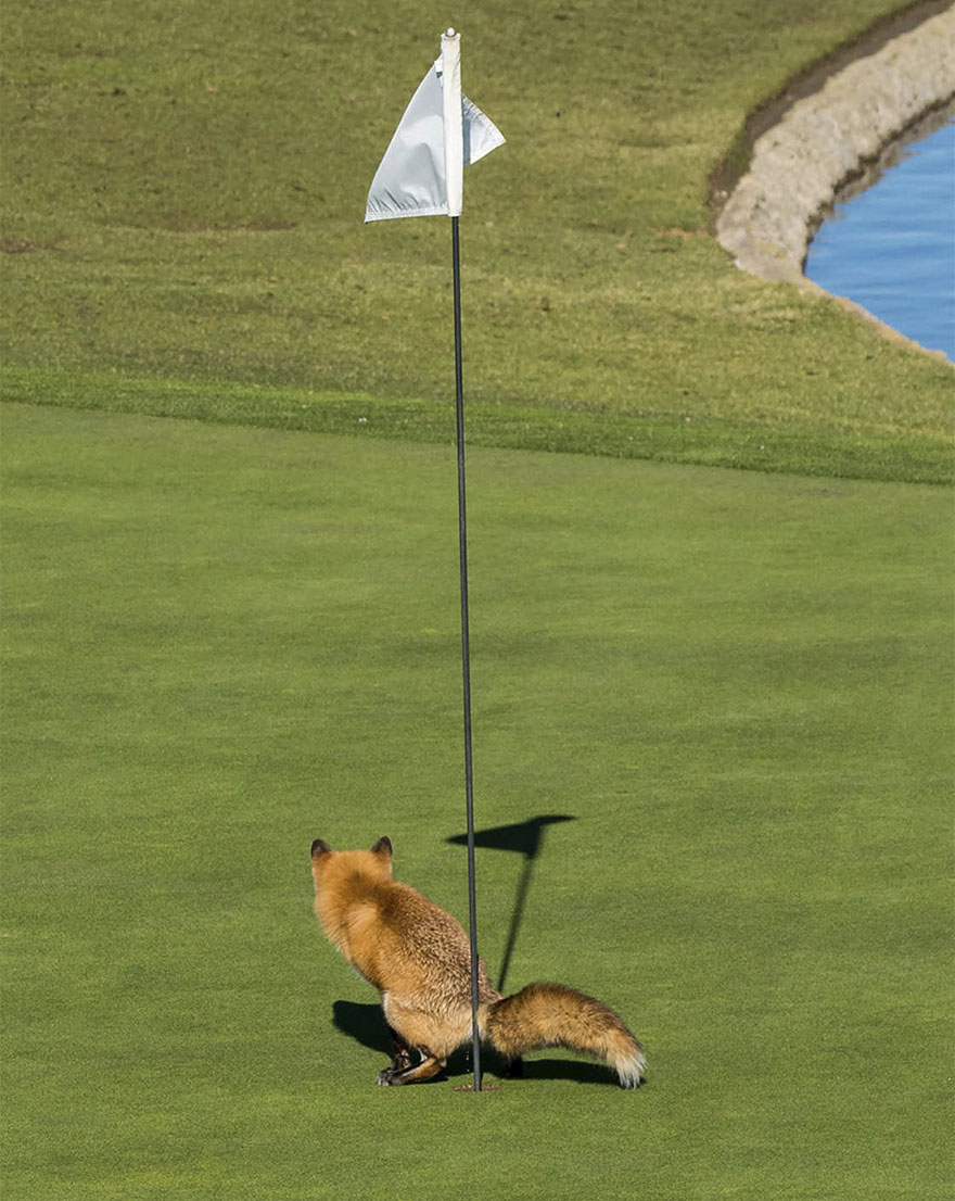 Must Have Three-putted, San Jose, California By Douglas Croft