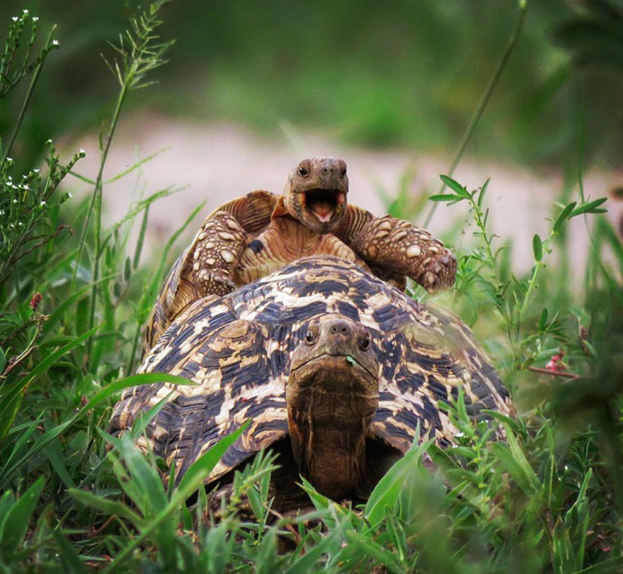 Comedy Wildlife Photo Awards Shortlist