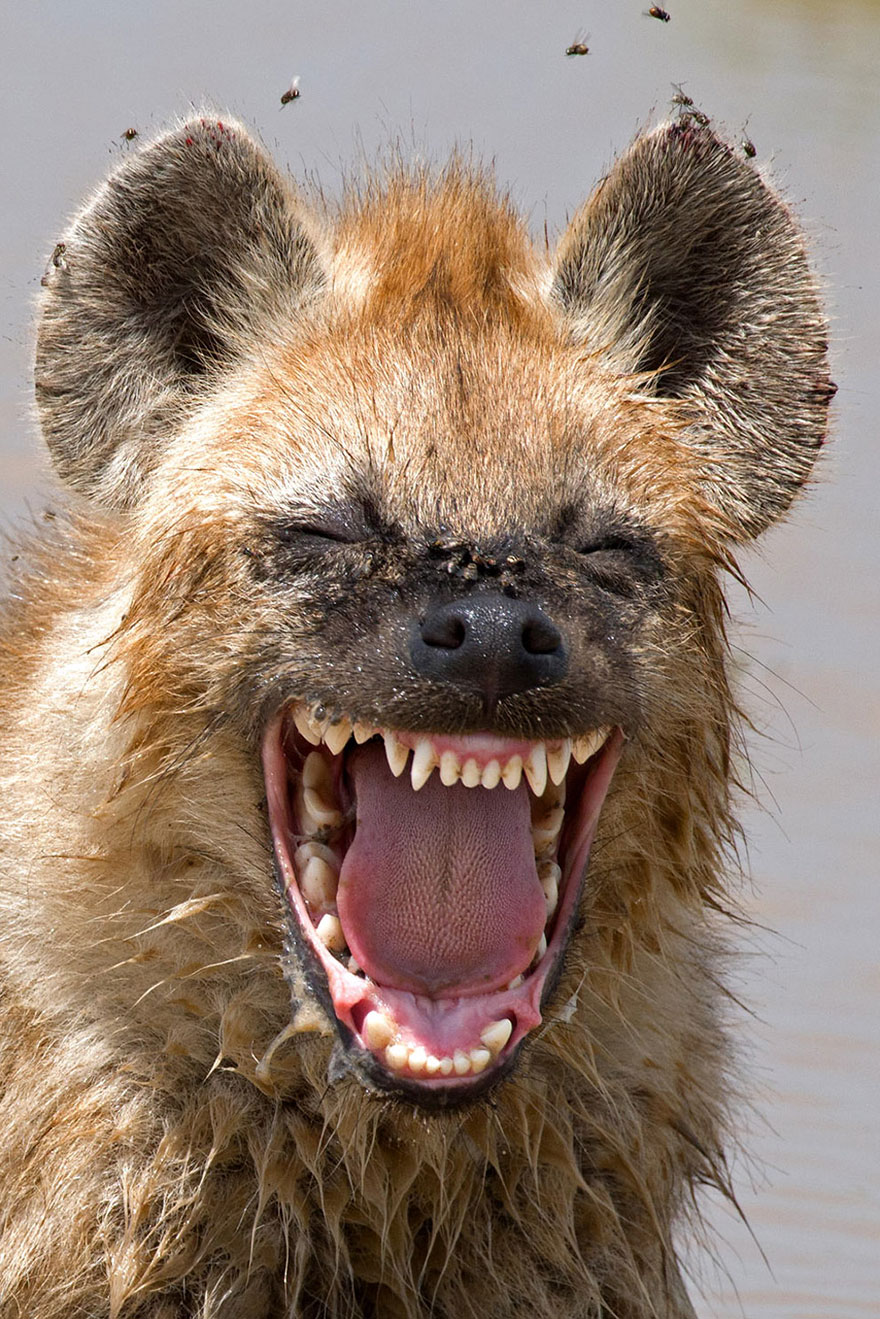 Comedy Wildlife Photo Awards Shortlist