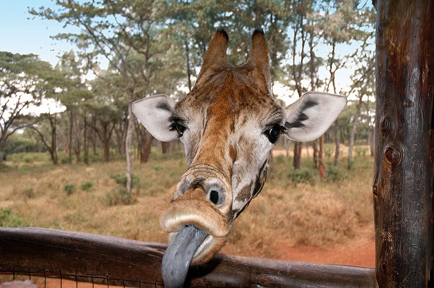 Comedy Wildlife Photo Awards Shortlist