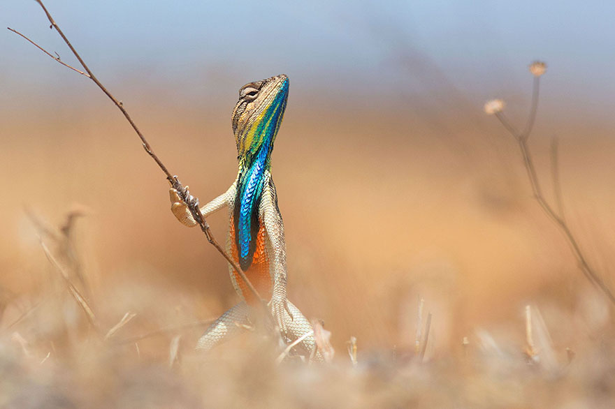 Comedy Wildlife Photo Awards Shortlist