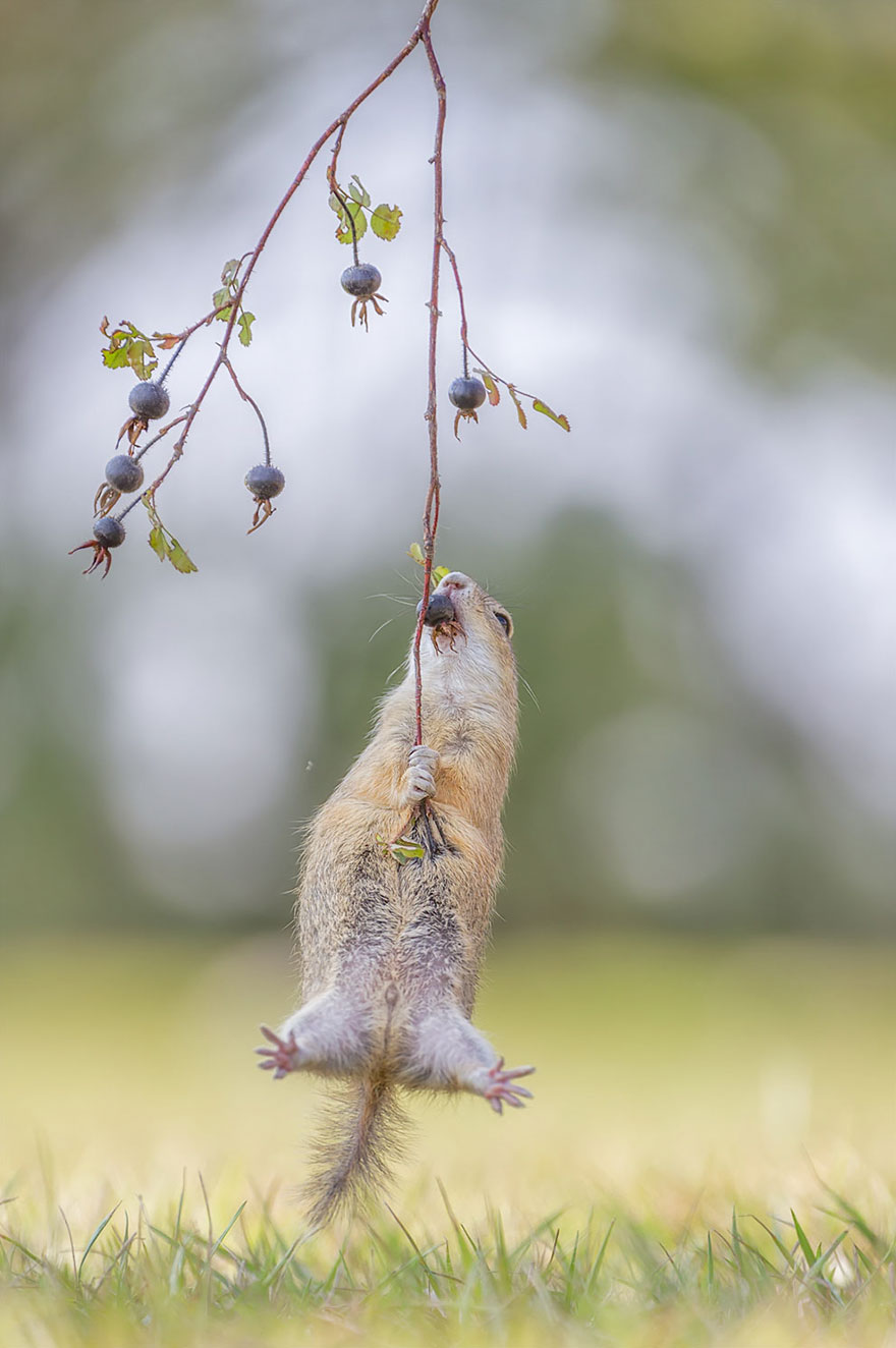 Comedy Wildlife Photo Awards Shortlist