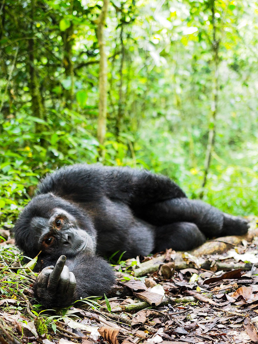 Comedy Wildlife Photo Awards Shortlist