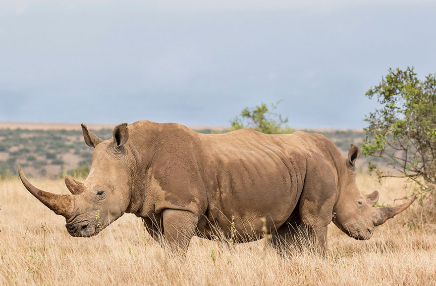 Comedy Wildlife Photo Awards Shortlist