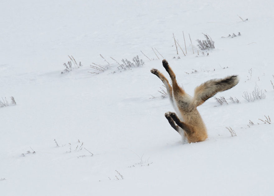 Comedy Wildlife Photo Awards Shortlist