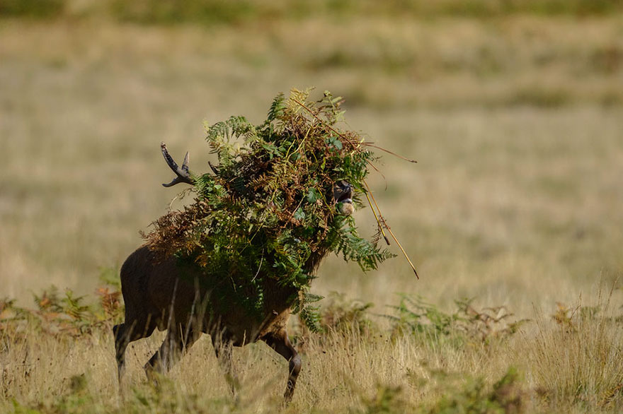 Comedy Wildlife Photo Awards Shortlist