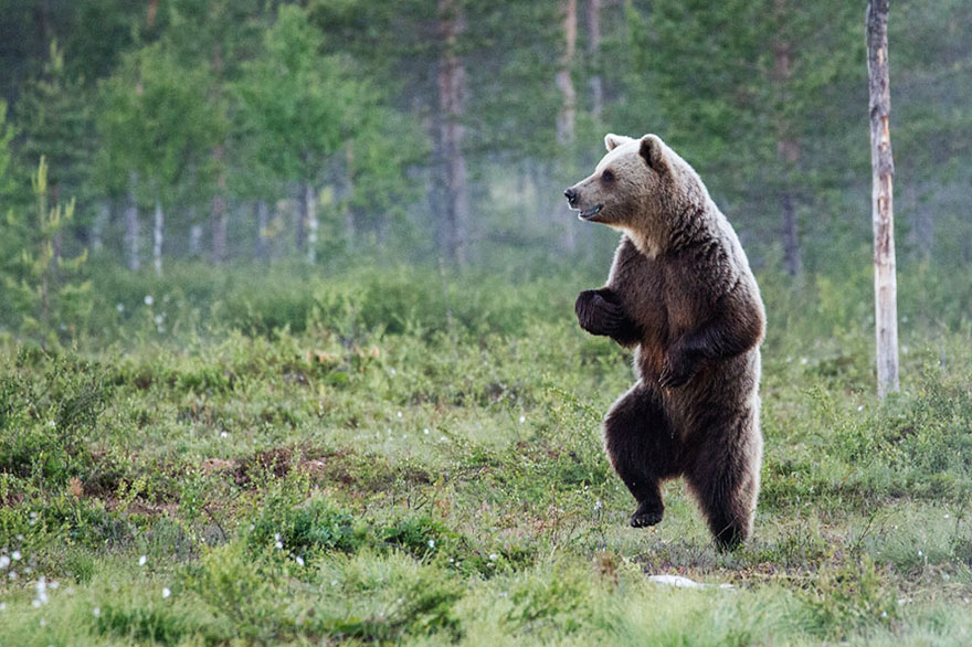 Comedy Wildlife Photo Awards Shortlist