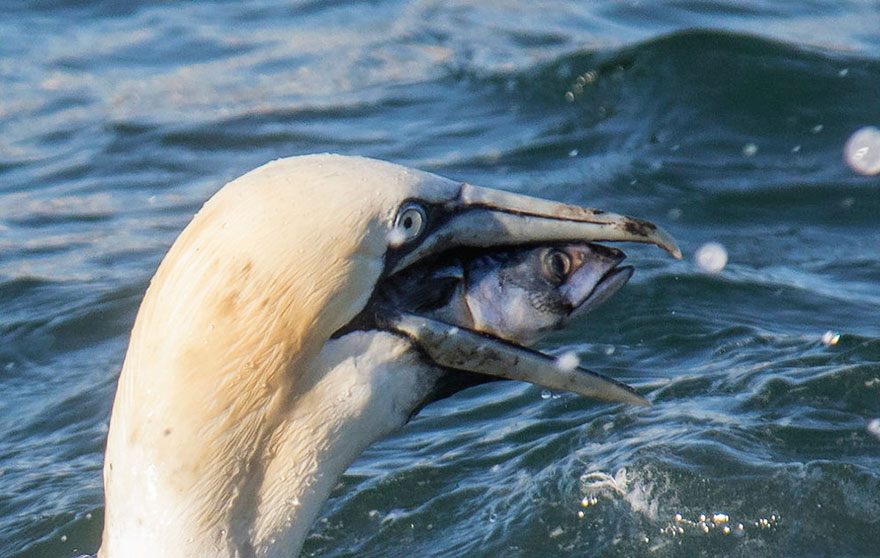 Comedy Wildlife Photo Awards Shortlist