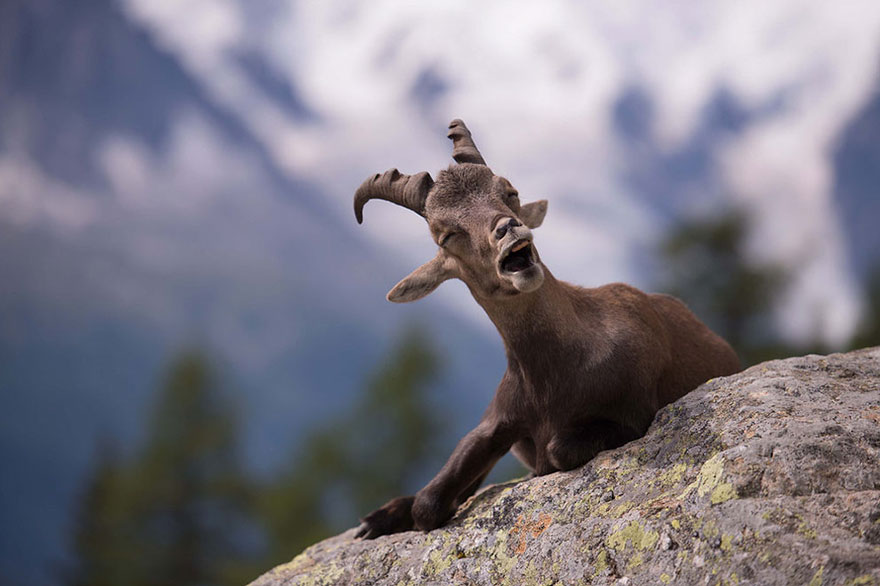 Comedy Wildlife Photo Awards Shortlist