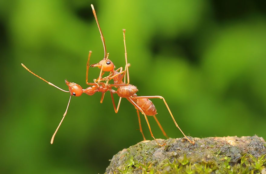 Comedy Wildlife Photo Awards Shortlist